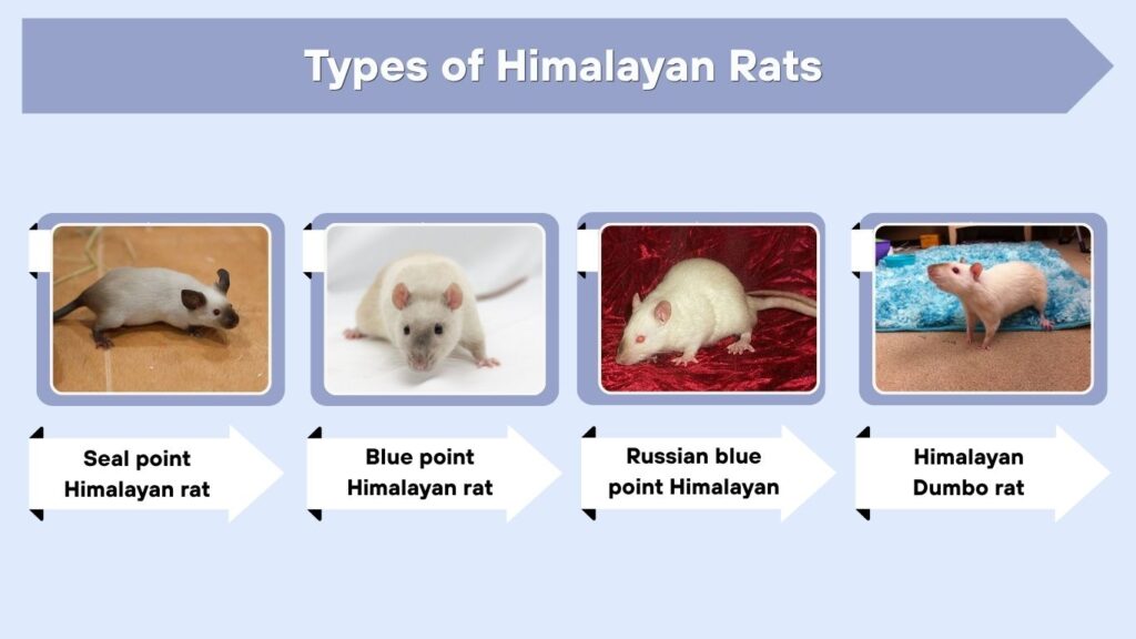 Types of Himalayan Rats