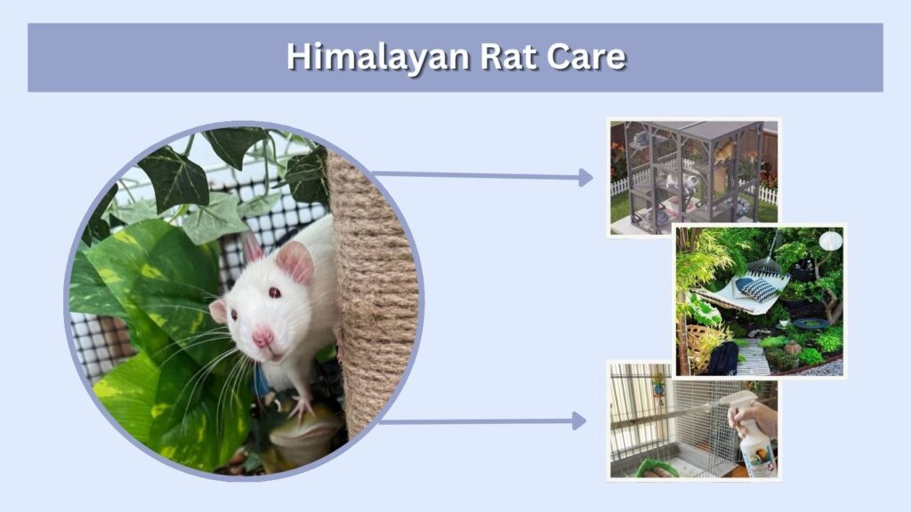 Himalayan Rat Care