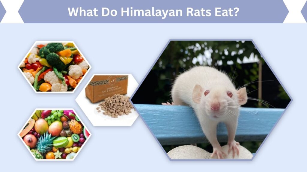 What Do Himalayan Rats Eat?