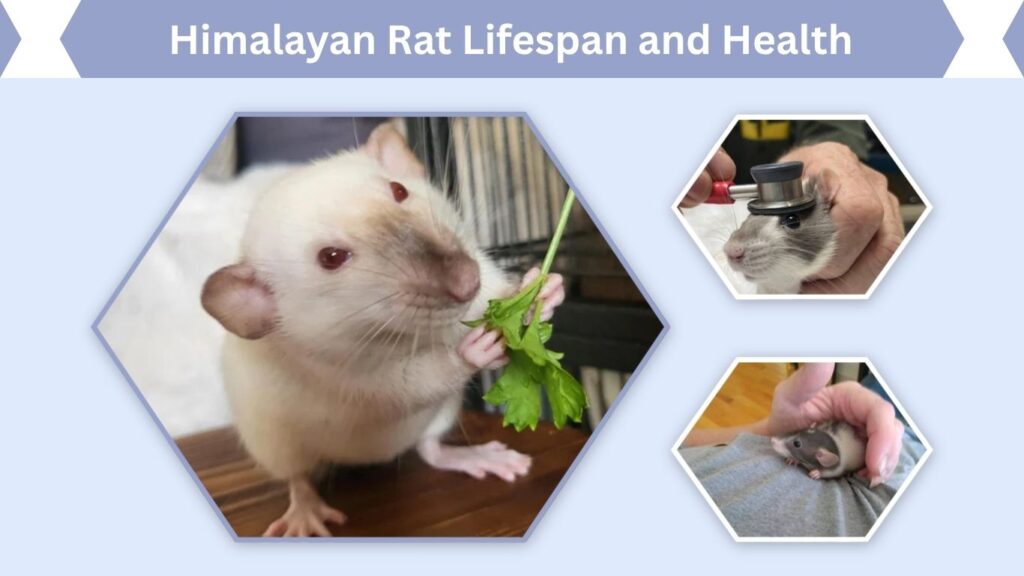 Himalayan Rat Lifespan and Health