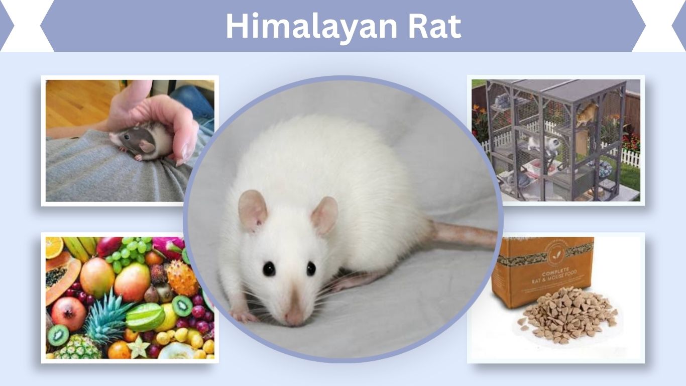 Himalayan Rat: Color, Care, Lifespan & Temperament