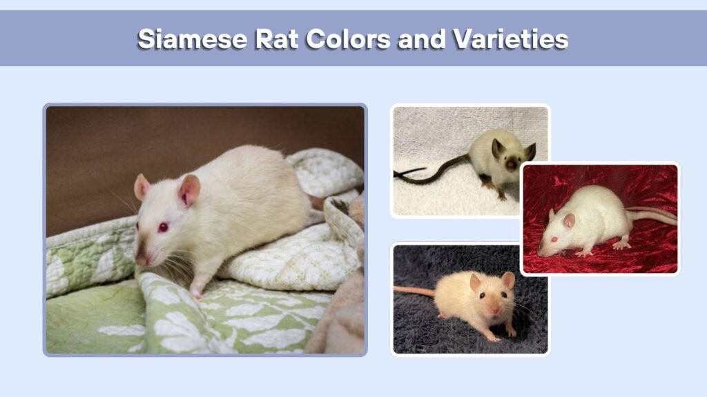Siamese Rat Colors and Varieties