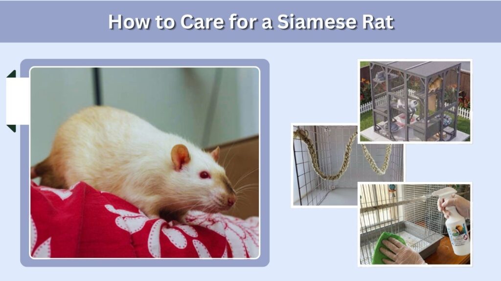 How to Care for a Siamese Rat