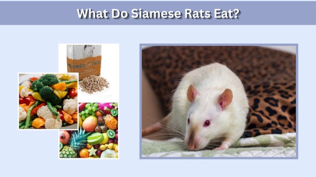 What Do Siamese Rats Eat?
