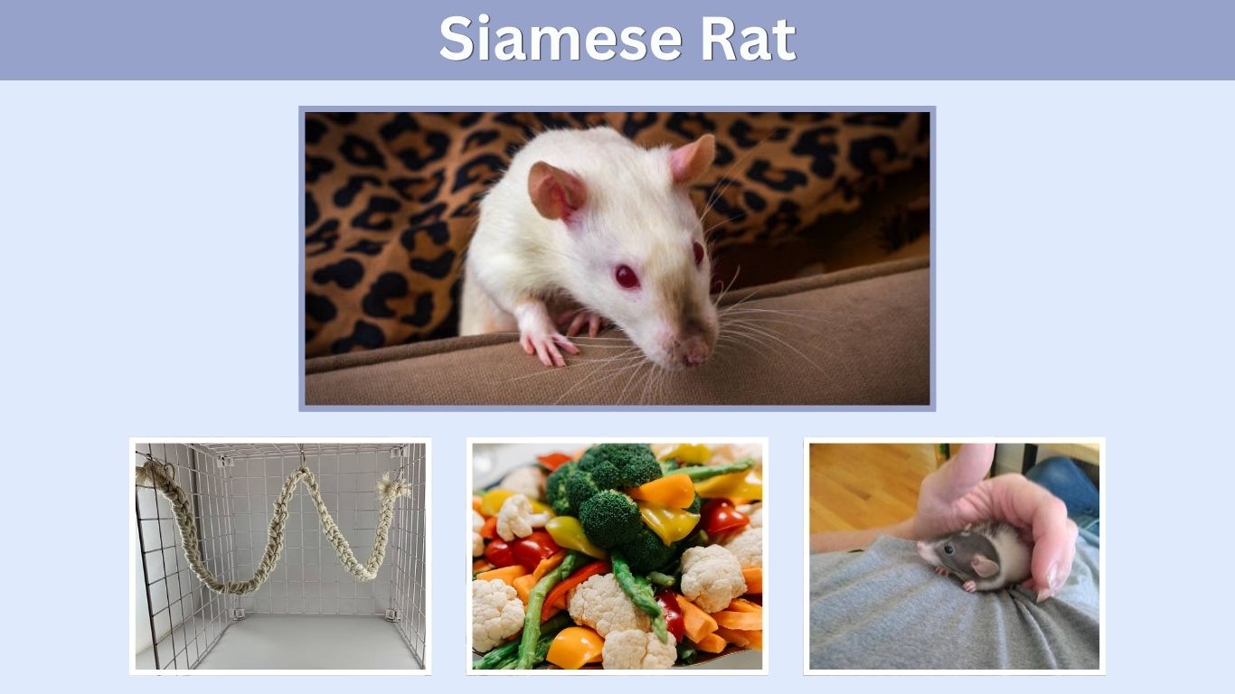 Siamese Rat: Colors, Care, Lifespan & Temperament