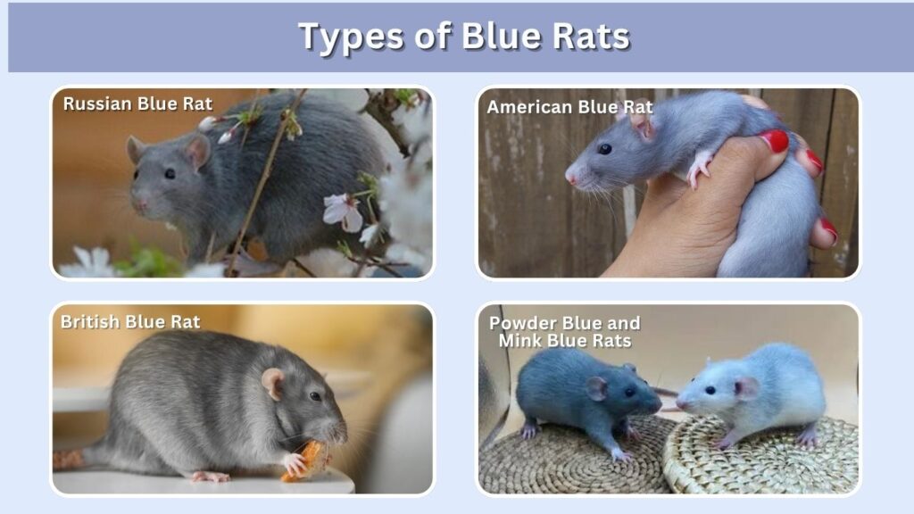 Types of Blue Rats