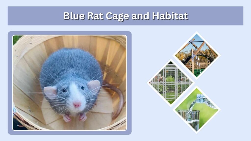 Blue Rat Cage and Habitat