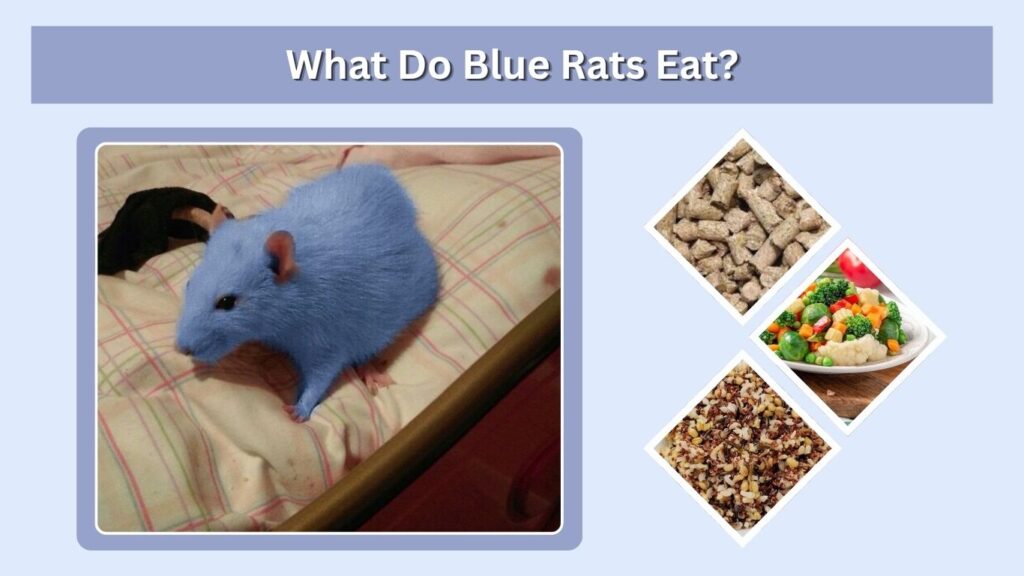 What Do Blue Rats Eat?