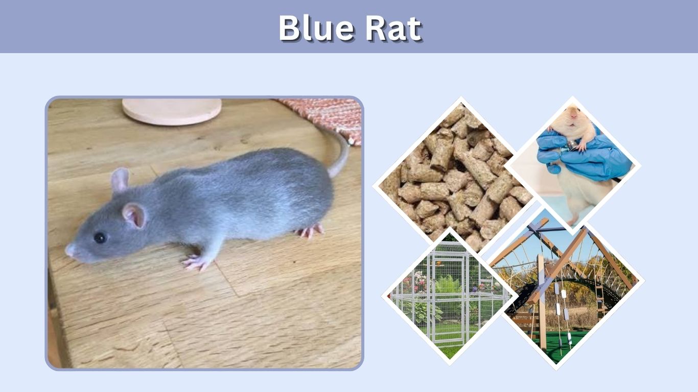 Blue Rat: Colors, Types, Care, Temperament, and Facts