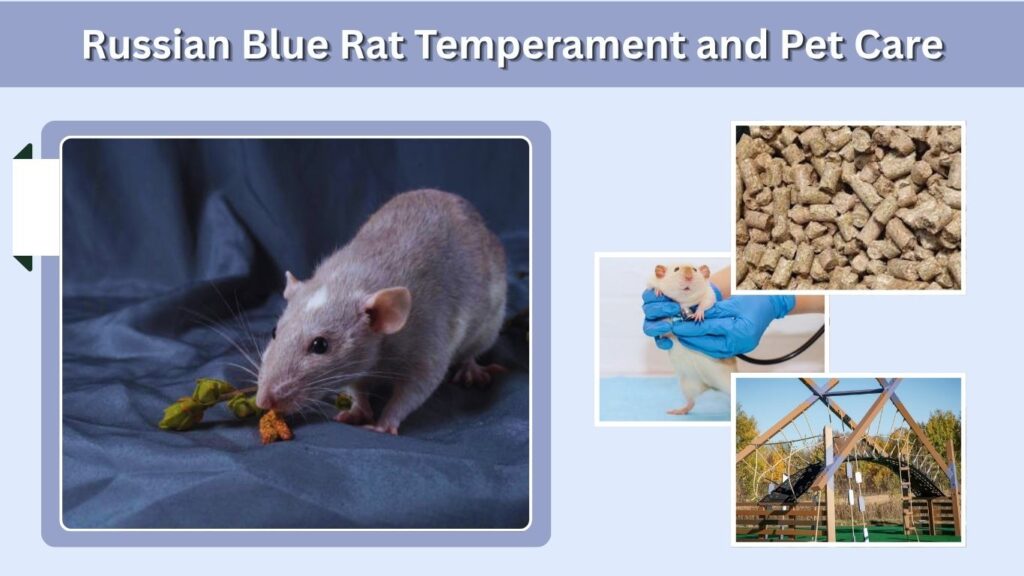 Russian Blue Rat Temperament and Pet Care