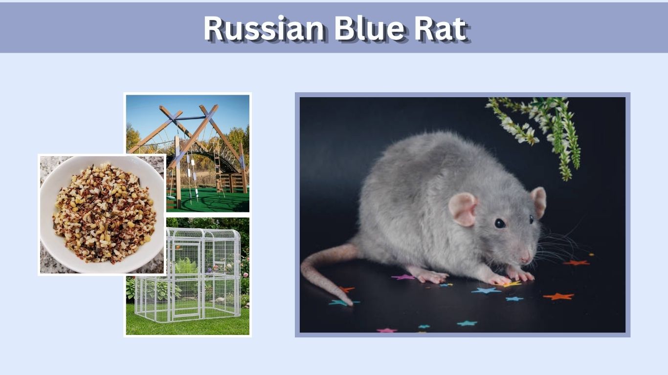 Russian Blue Rat: Care, Genetics, Size, Lifespan & Facts