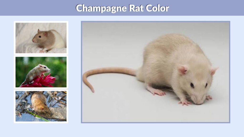 Champagne Rat Color