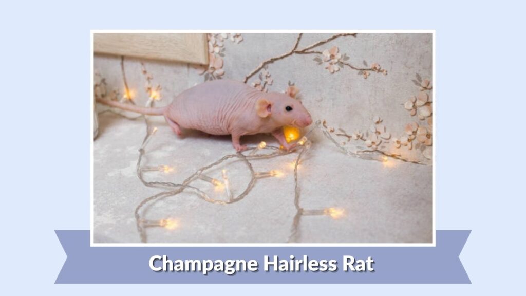 Champagne Hairless Rat