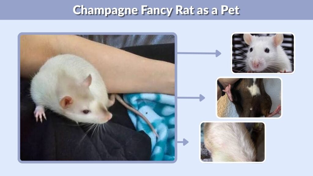 Champagne Fancy Rat as a Pet