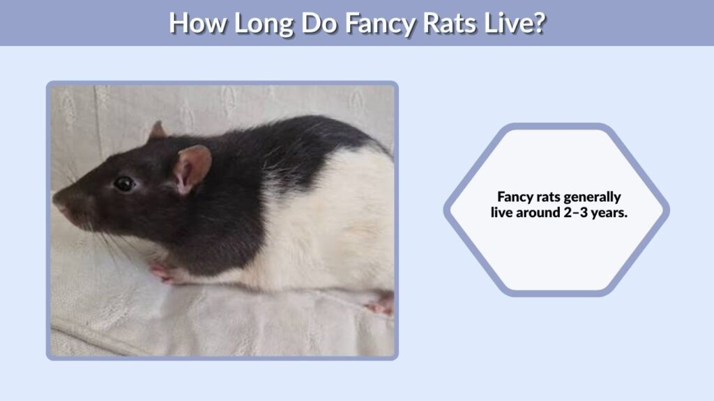 How Long Do Fancy Rats Live?