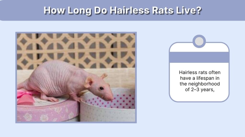 How Long Do Hairless Rats Live?