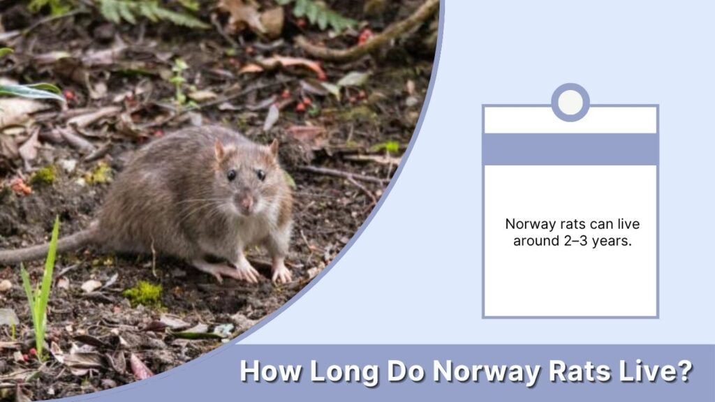 How Long Do Norway Rats Live?