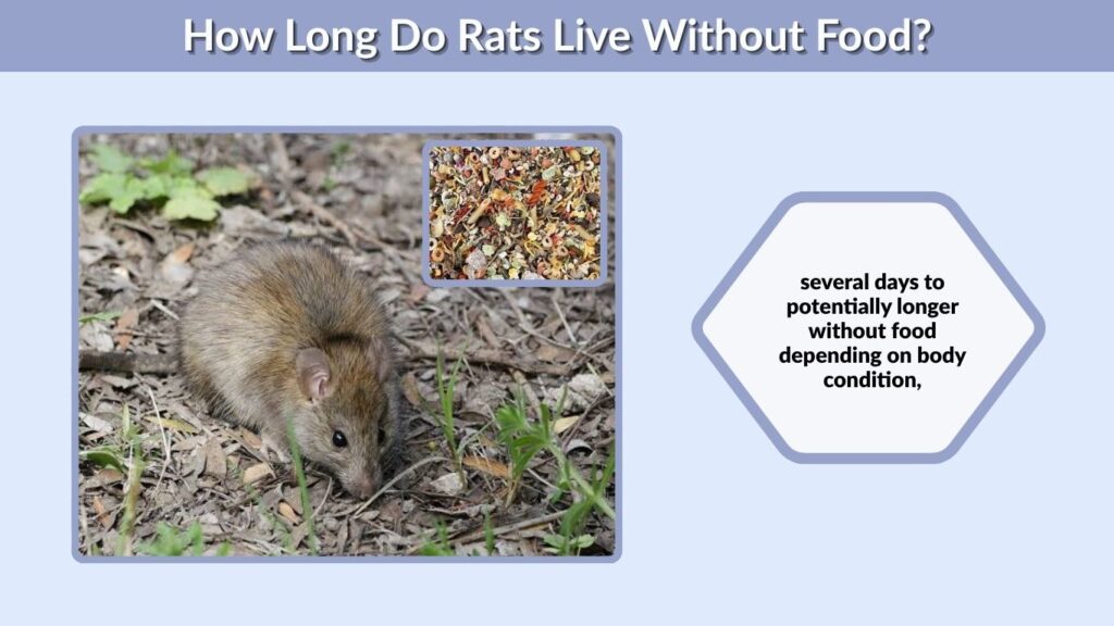 How Long Do Rats Live Without Food?