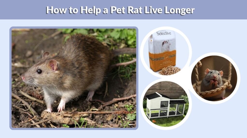 How to Help a Pet Rat Live Longer