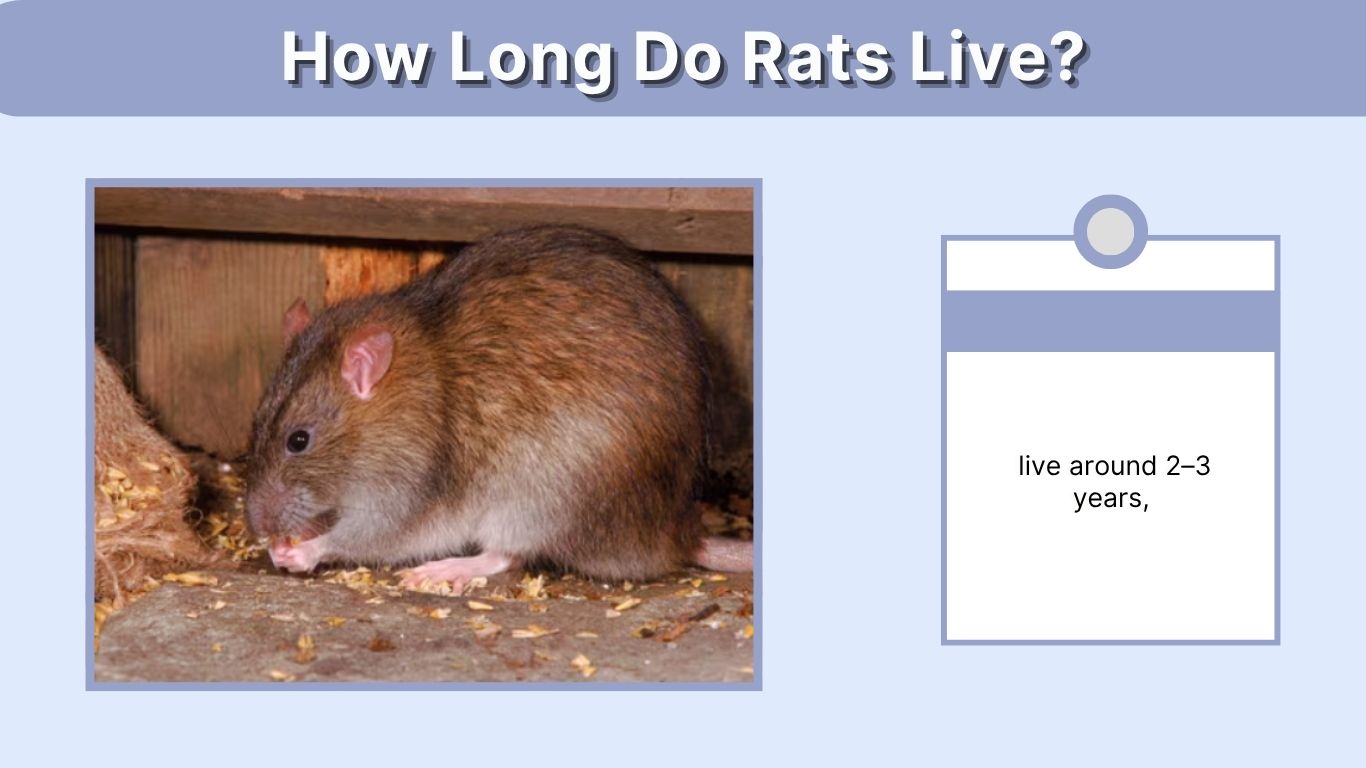 How Long Do Rats Live? Pet, Wild, and Fancy Rat Lifespan