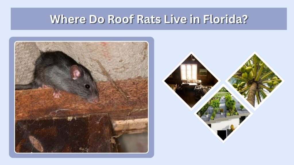 Where Do Roof Rats Live in Florida?