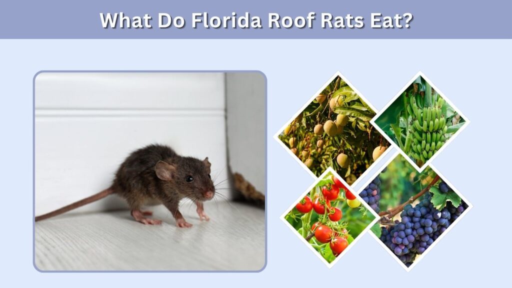 What Do Florida Roof Rats Eat?