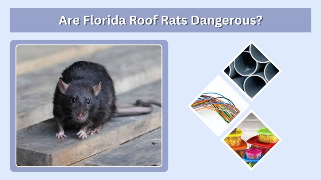 Are Florida Roof Rats Dangerous?