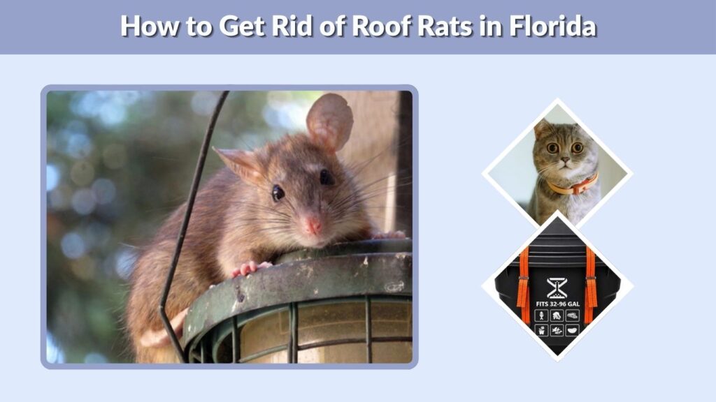 How to Get Rid of Roof Rats in Florida