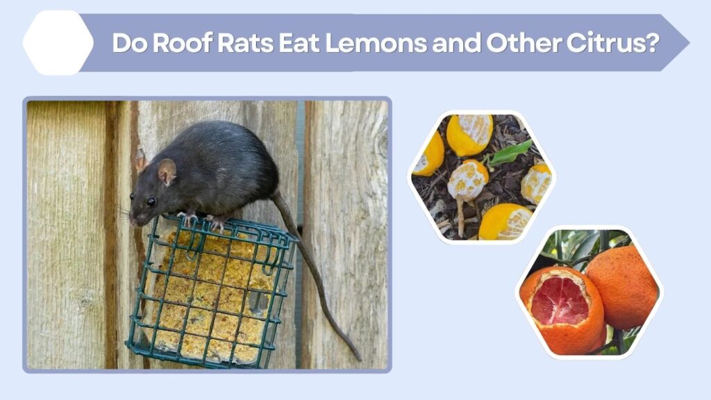 Do Roof Rats Eat Lemons and Other Citrus?