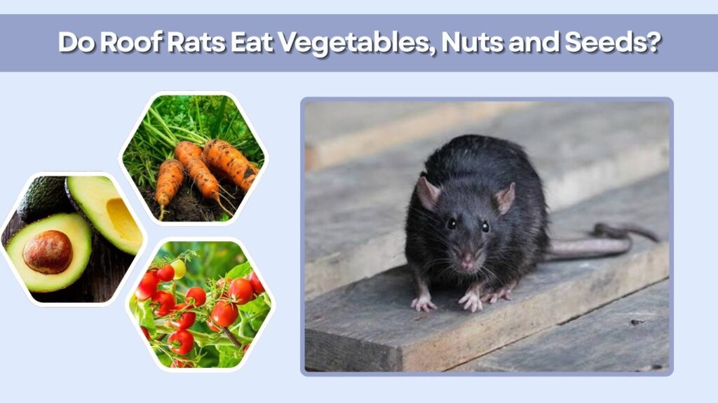Do Roof Rats Eat Vegetables, Nuts and Seeds?