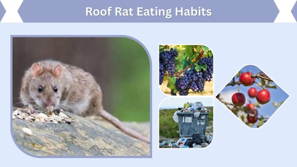 Roof Rat Eating Habits