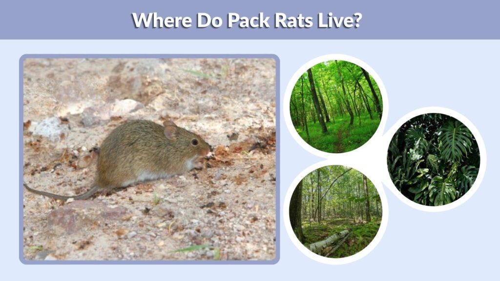 Where Do Pack Rats Live?
