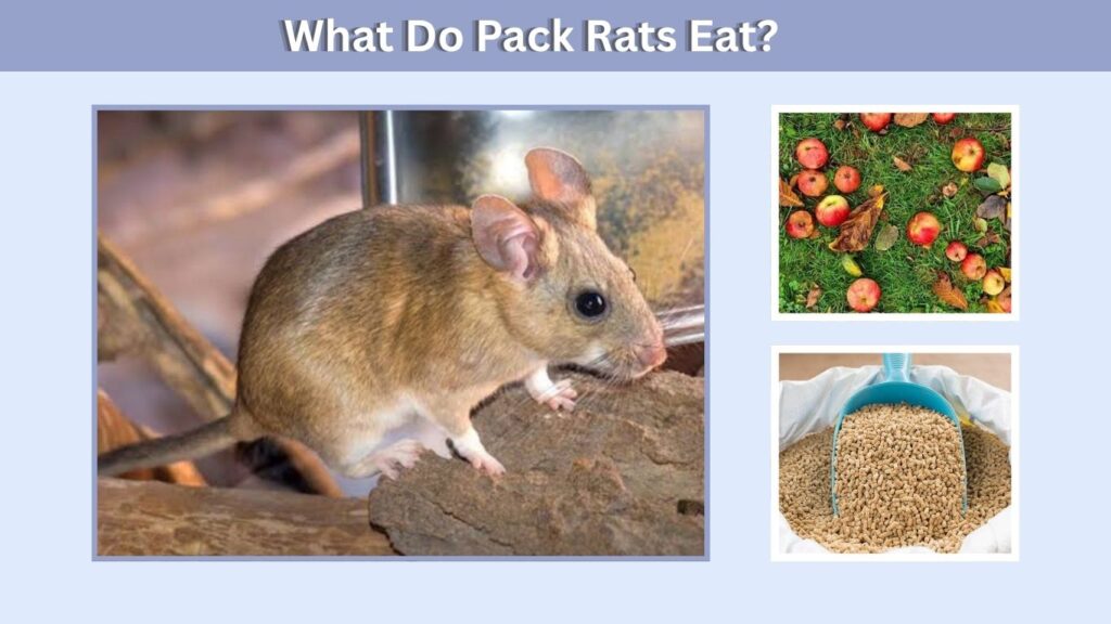 What Do Pack Rats Eat?
