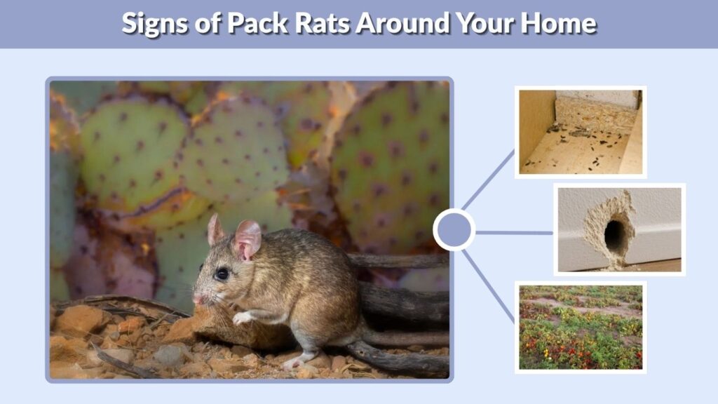 Signs of Pack Rats Around Your Home