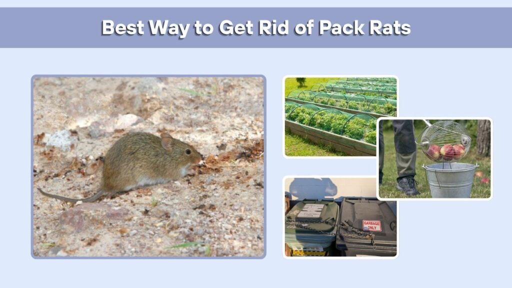 Best Way to Get Rid of Pack Rats