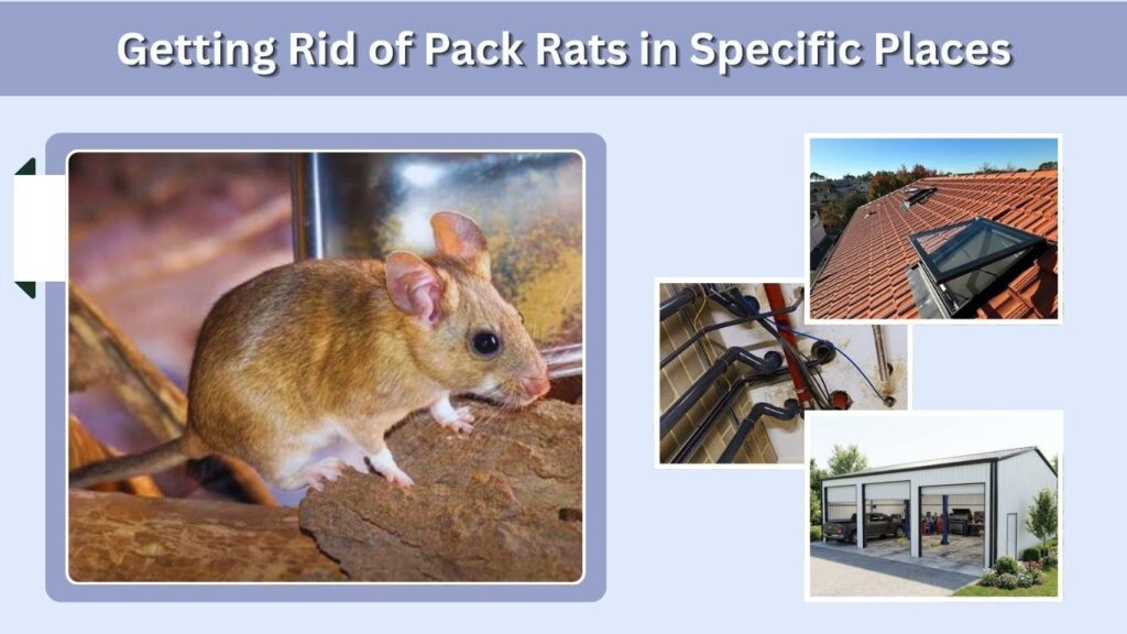Getting Rid of Pack Rats in Specific Places
