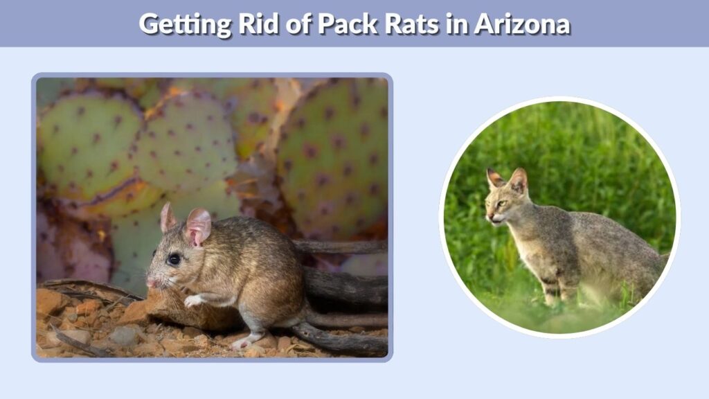 Getting Rid of Pack Rats in Arizona