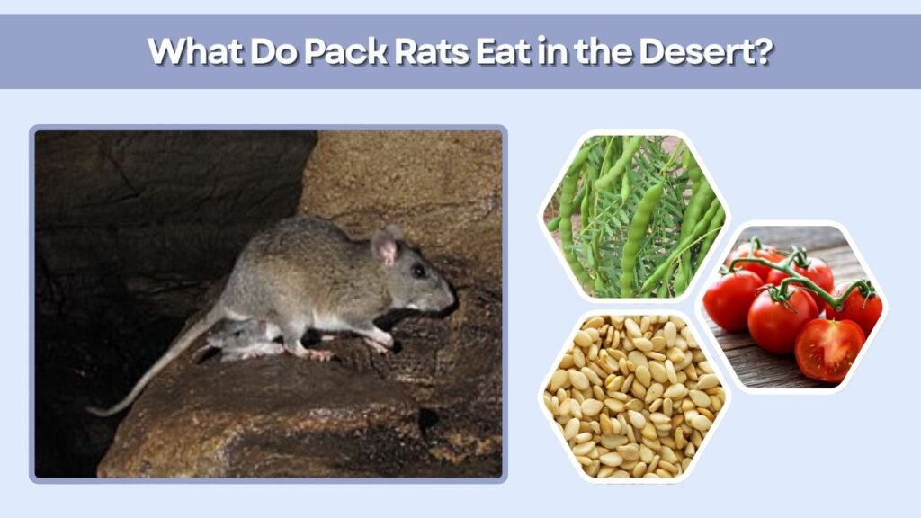 What Do Pack Rats Eat in the Desert?