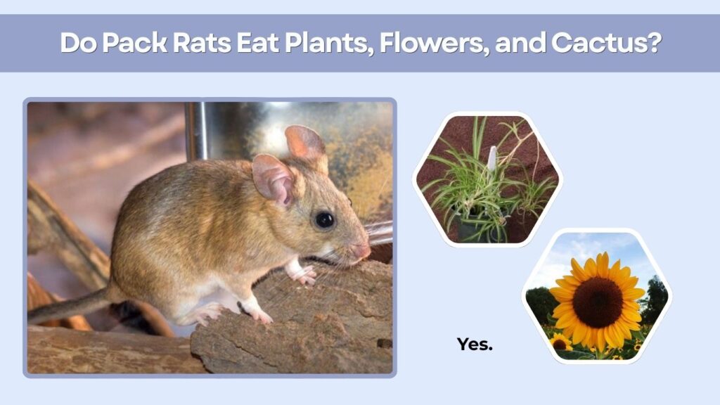 Do Pack Rats Eat Plants, Flowers, and Cactus?