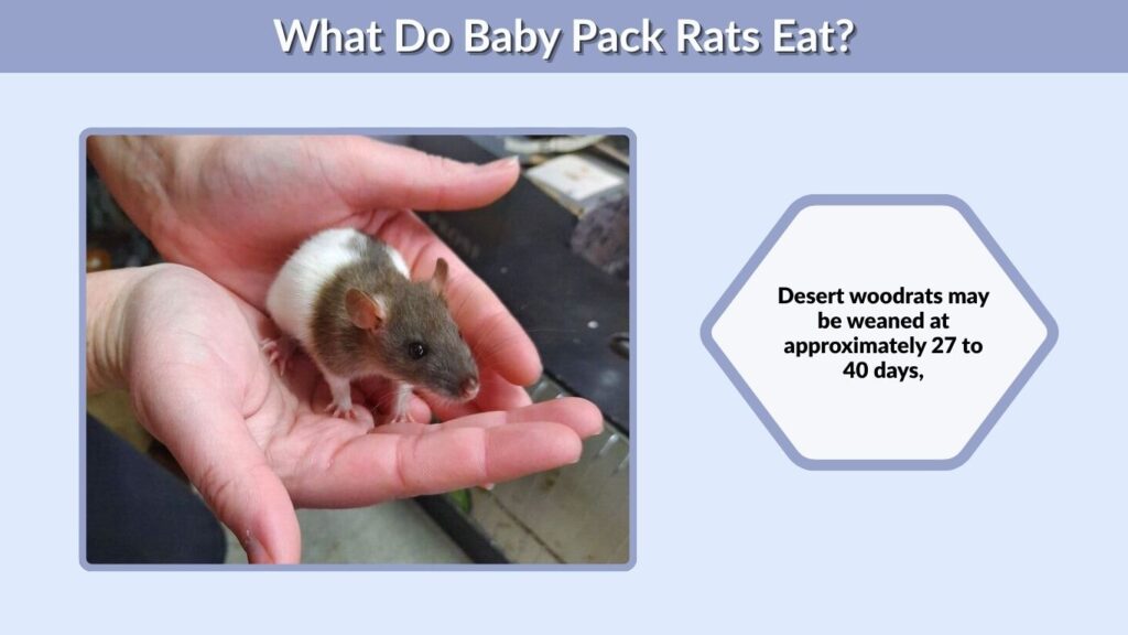 What Do Baby Pack Rats Eat?