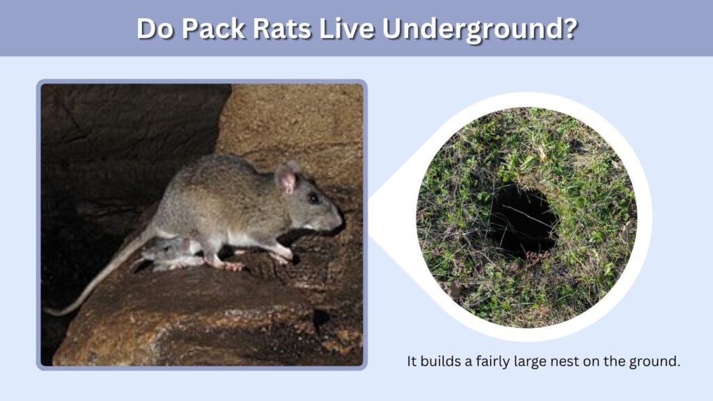 Do Pack Rats Live Underground?