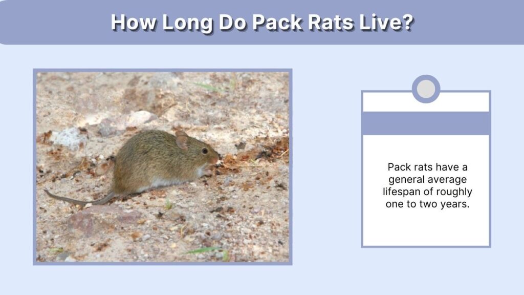 How Long Do Pack Rats Live?