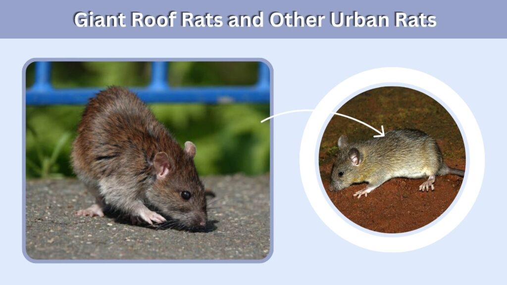 Giant Roof Rats and Other Urban Rats