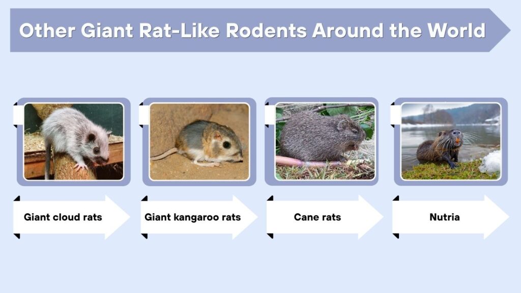 Other Giant Rat-Like Rodents Around the World