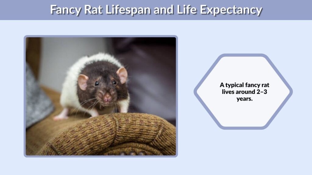 Fancy Rat Lifespan and Life Expectancy