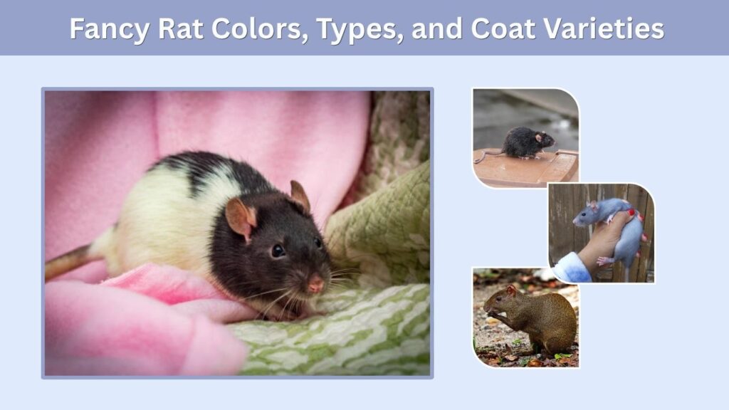 Fancy Rat Colors, Types, and Coat Varieties