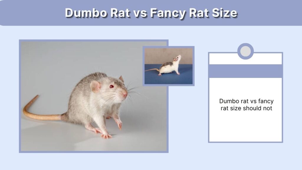 Dumbo Rat vs Fancy Rat Size