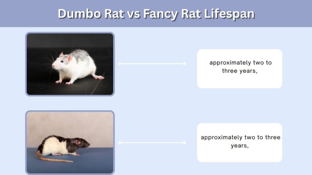 Dumbo Rat vs Fancy Rat Lifespan