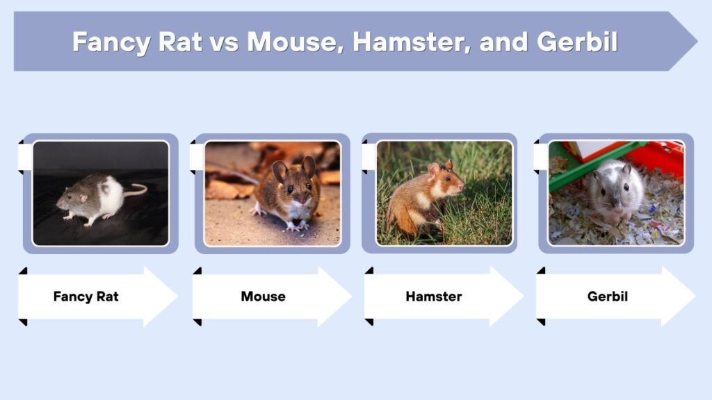 Fancy Rat vs Mouse, Hamster, and Gerbil
