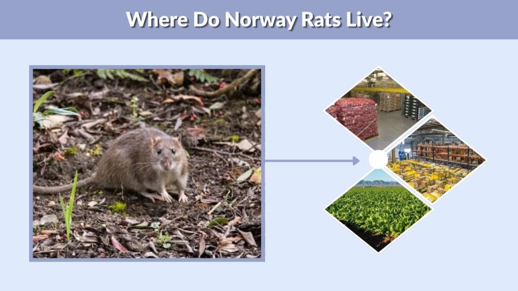 Where Do Norway Rats Live?